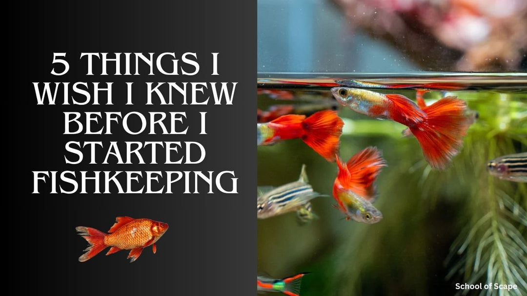 5 Things I Wish I Knew Before I Started Fishkeeping