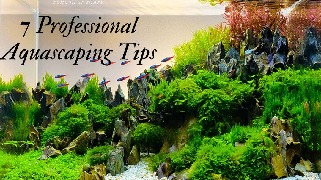 Transform Your Aquarium: 7 Professional Aquascaping Tips