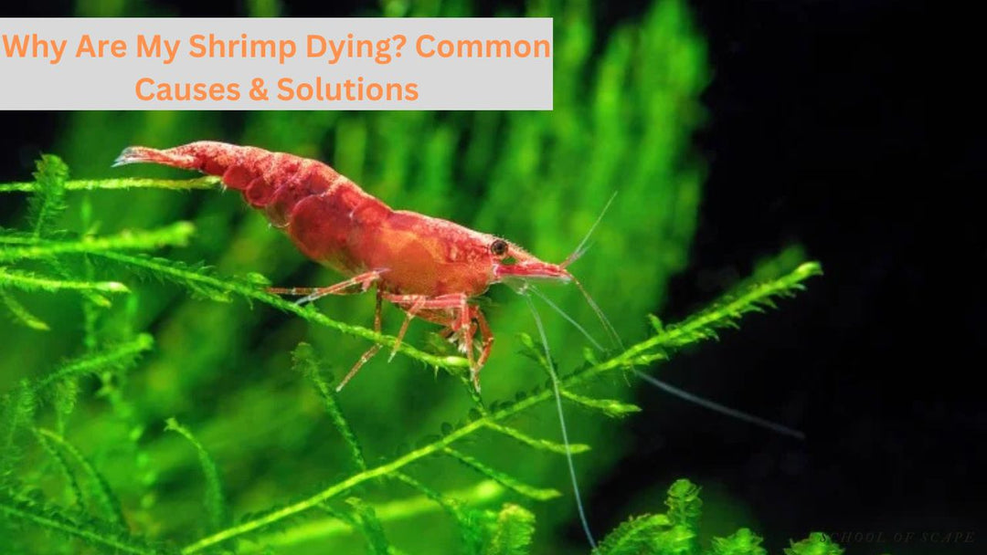 Why Are My Shrimp Dying? Common Causes & Solutions