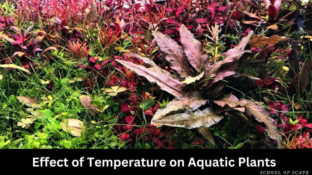 How Does Temperature Impact Plant Growth in Aquariums?