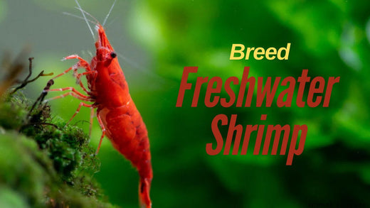 How to Breed Freshwater Shrimp? Tips and Techniques