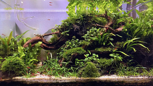 Top 10 Common Aquascaping Myths Busted