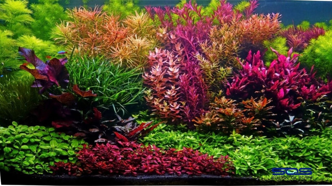 Top Aquatic Stem Plants 