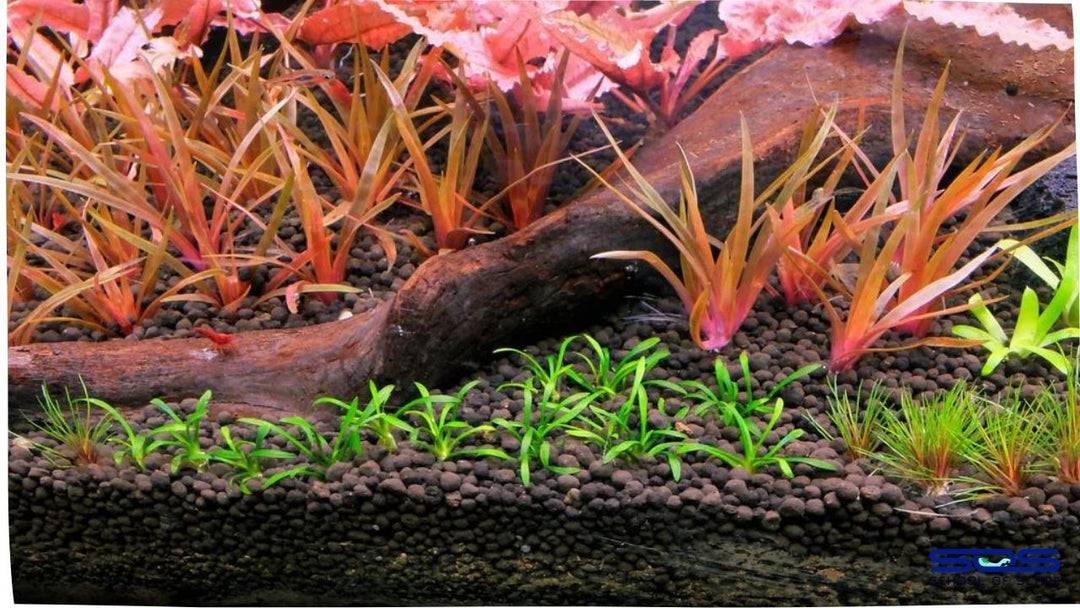 Types of Aquarium Substrate: A Comprehensive Overview