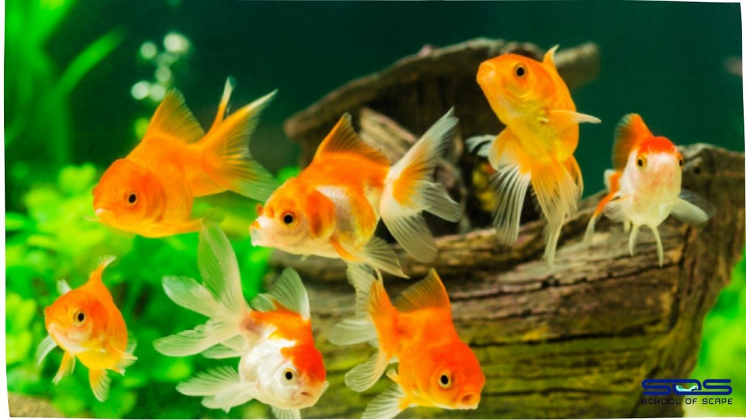 7 Things You Need to Know About Maintaining the pH Level in an Aquarium