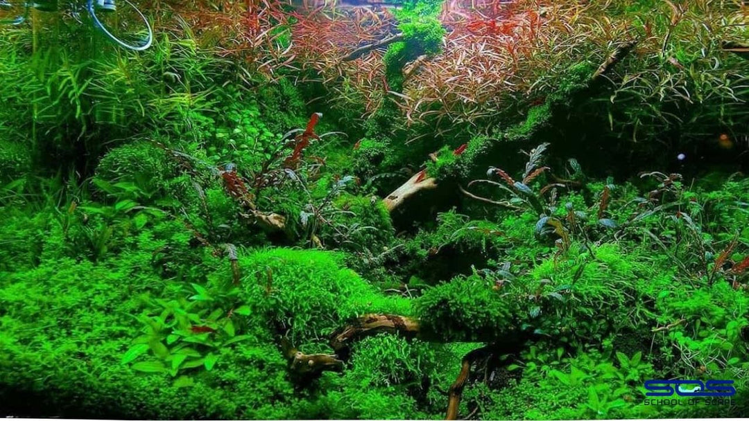 6 Expert Tips on Having a Lush, Healthy Aquarium