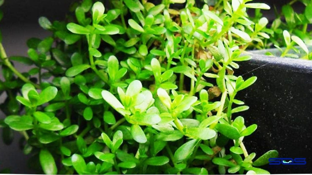 10 Reasons Why Bacopa is the Ultimate Aquarium Plant