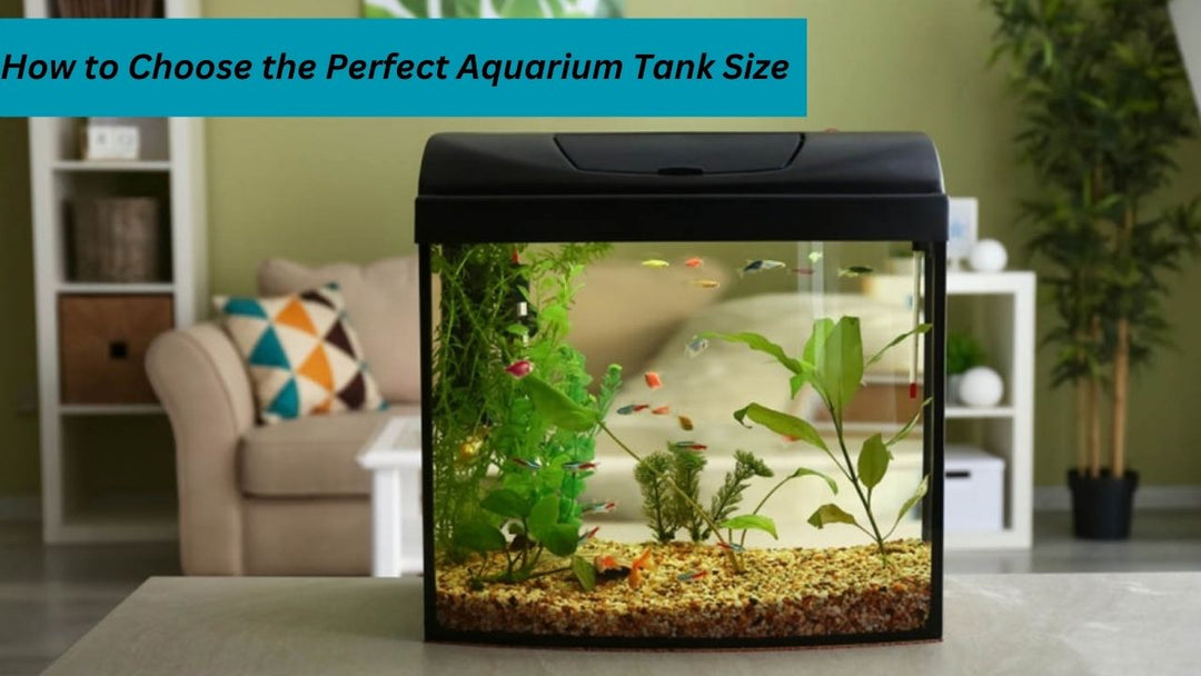 How to Choose the Perfect Aquarium Tank Size