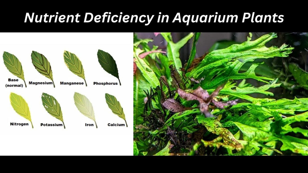 Nutrient Deficiency in Aquarium Plants: A Comprehensive Guide