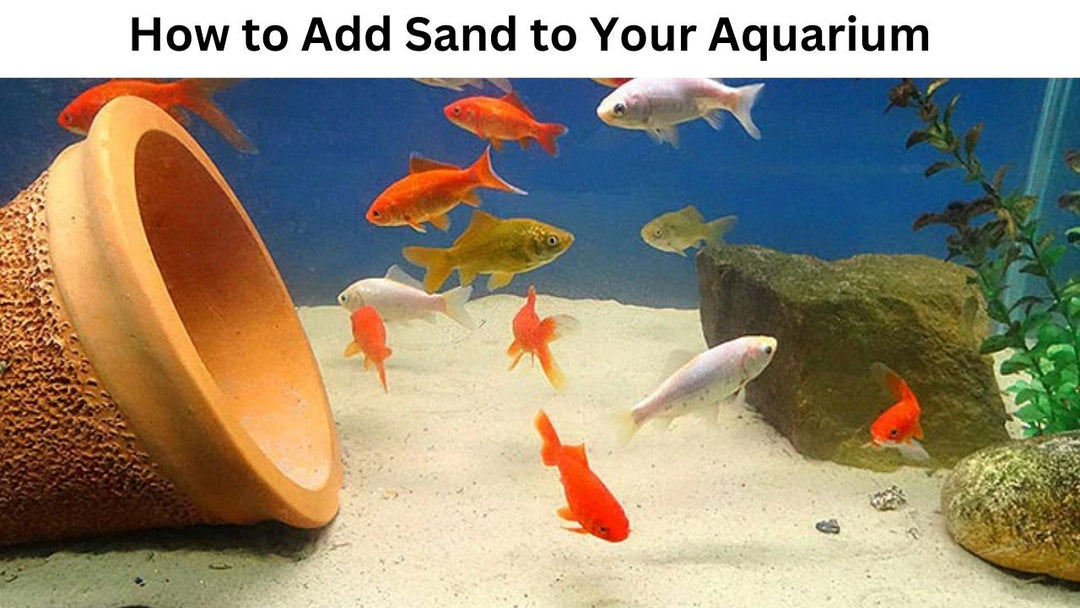 Adding Sand to Your Aquarium: A Step-by-Step Guide