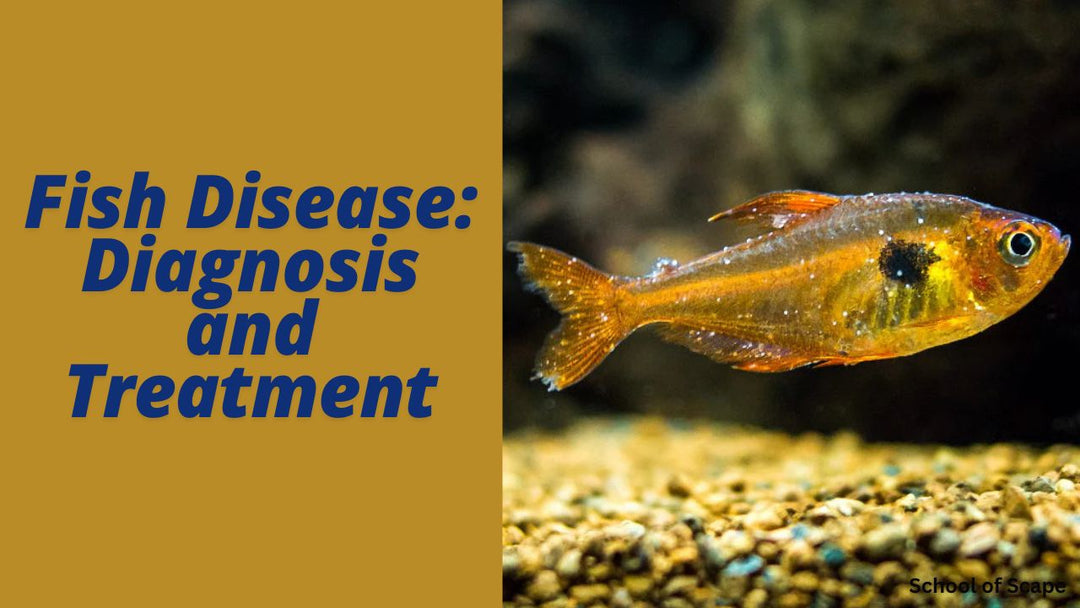 Fish Disease: Diagnosis and Treatment