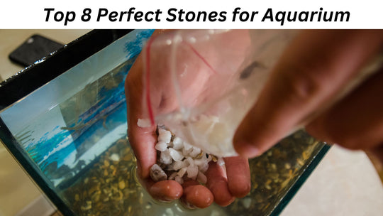 The Perfect Stones for Your Aquarium: Top 8 Picks