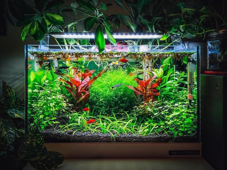A Beginner's Guide to Aquarium Light Intensity: How to Choose the Right Lighting