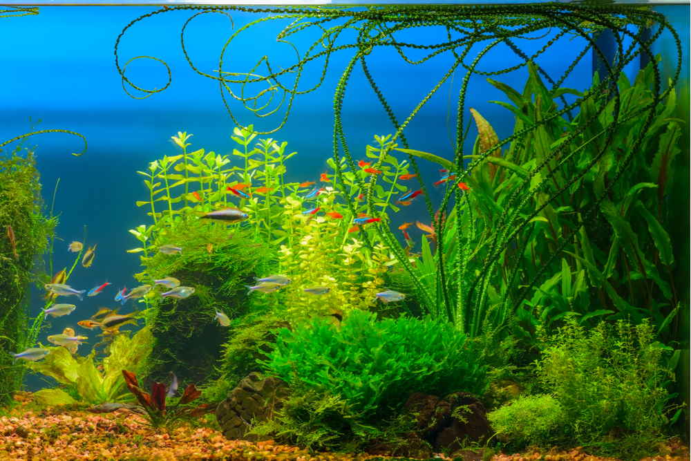 Background Plants