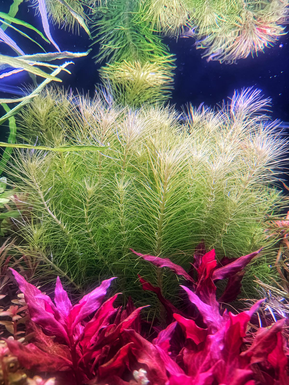 Background Plants