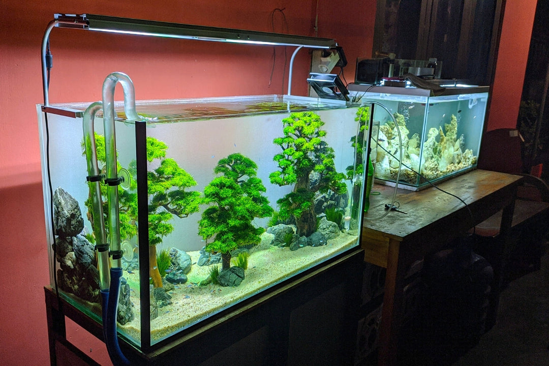 Aquariums