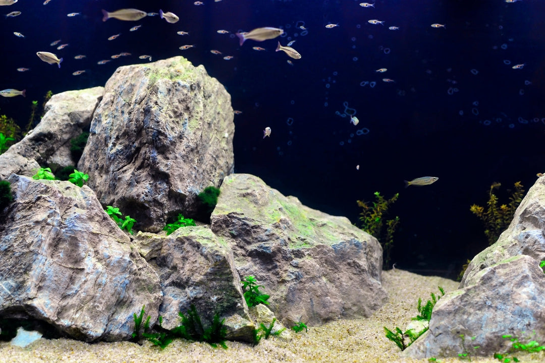 Aquascape Decor (Wood & Rocks)