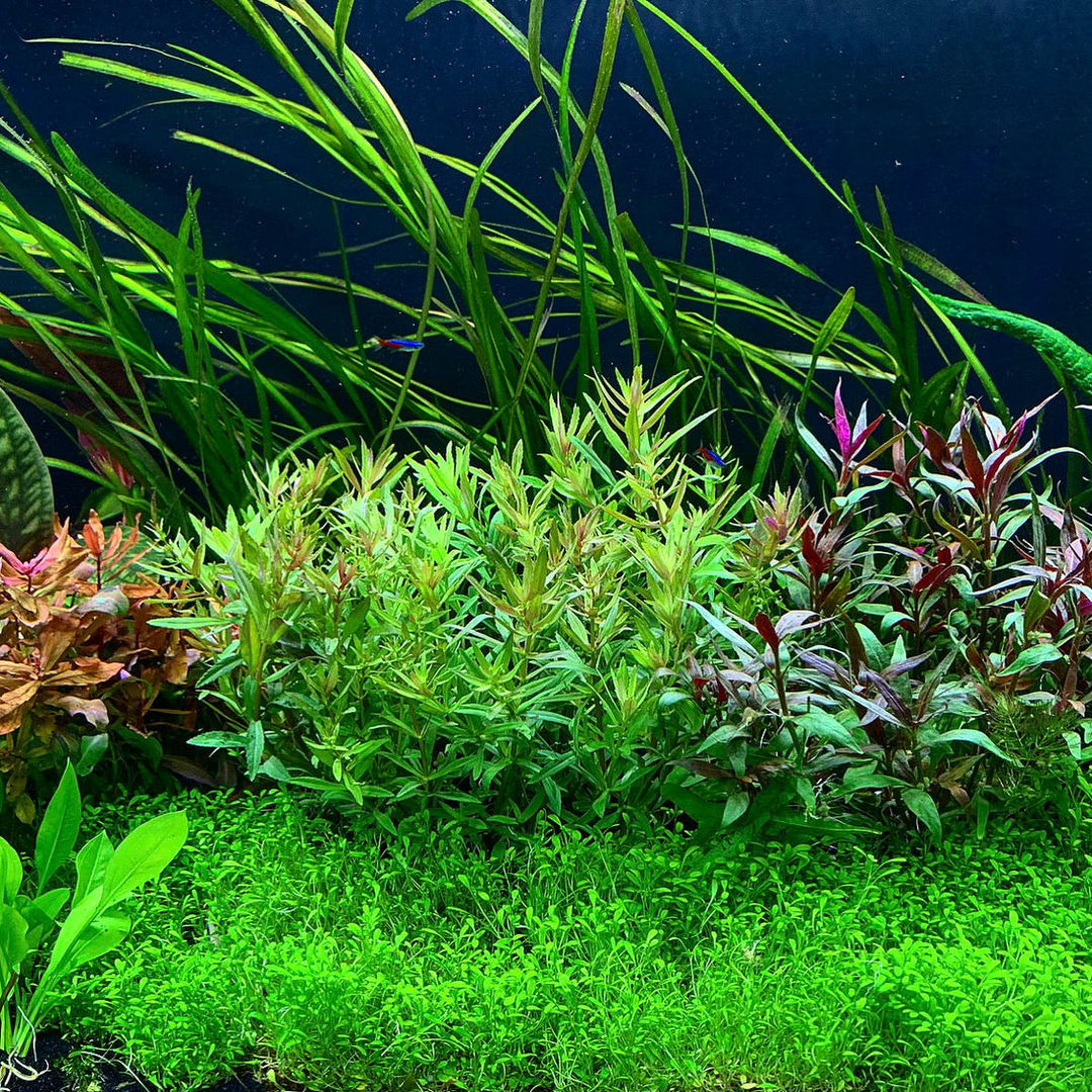 Foreground Plants