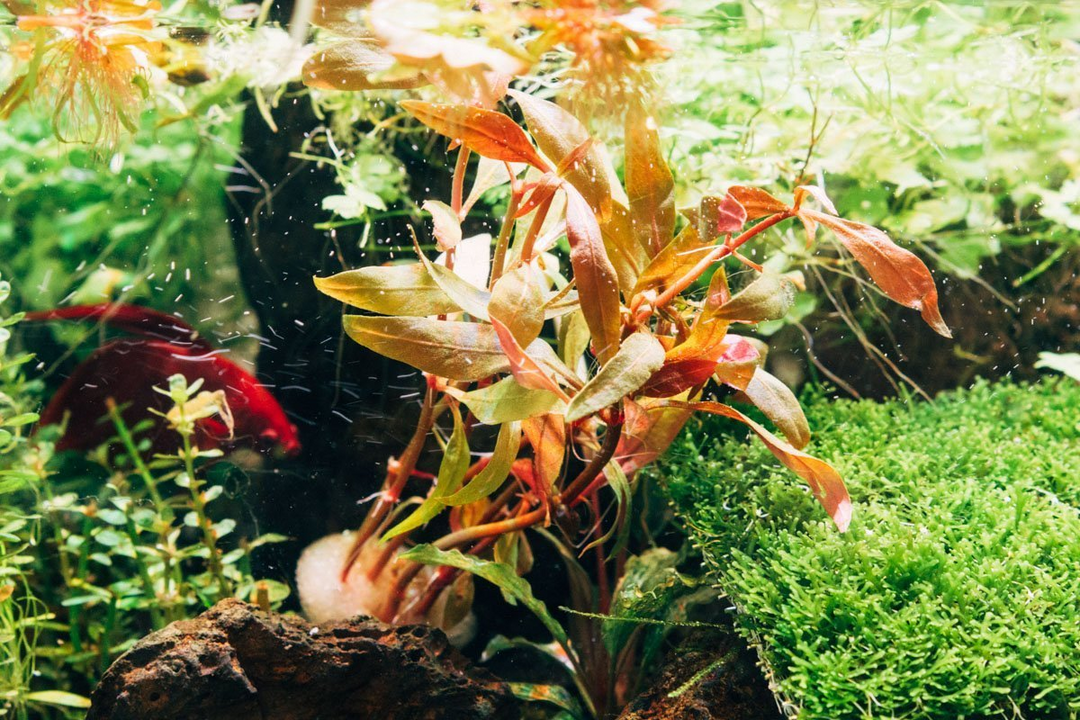 Midground Plants