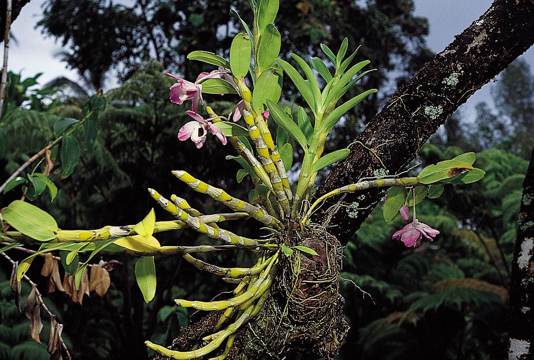 Epiphytes Plants