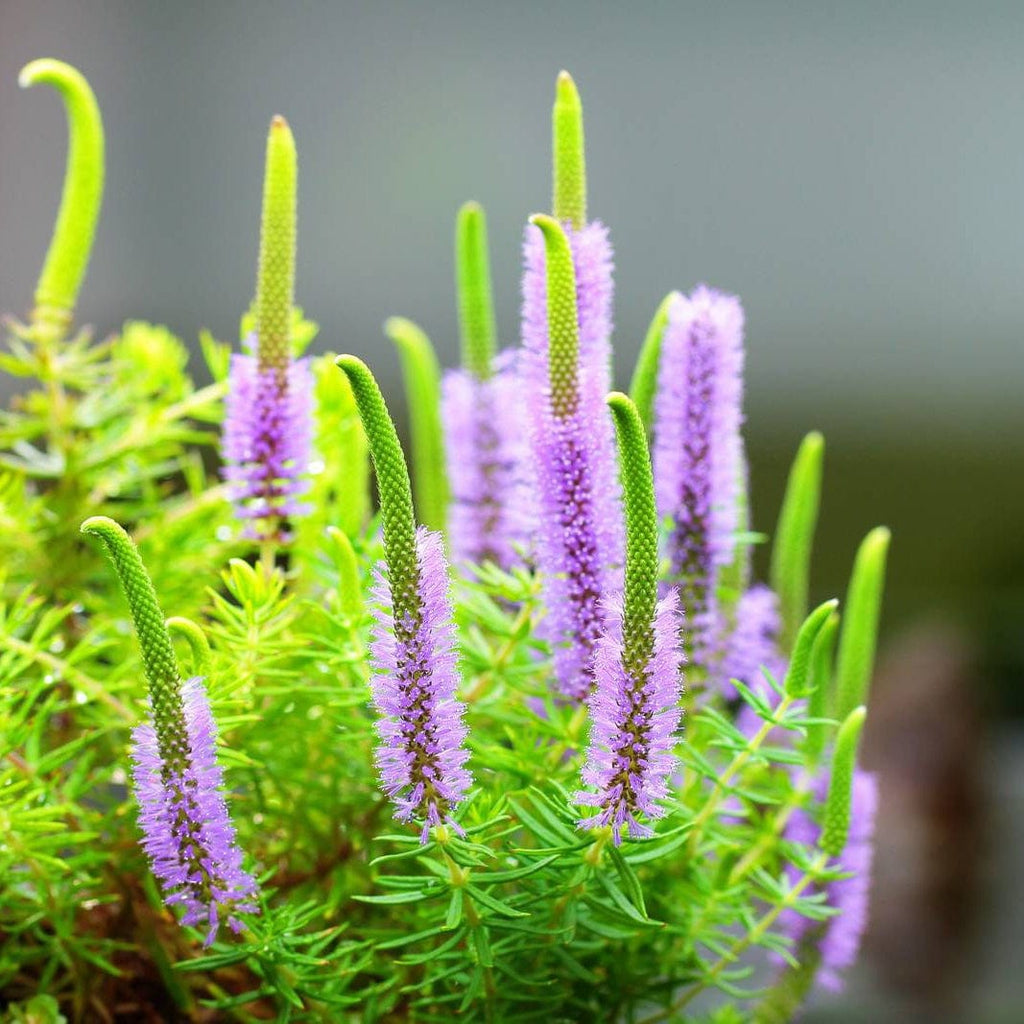 Plants
