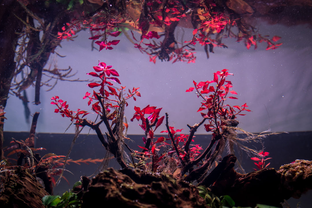Foreground Plants