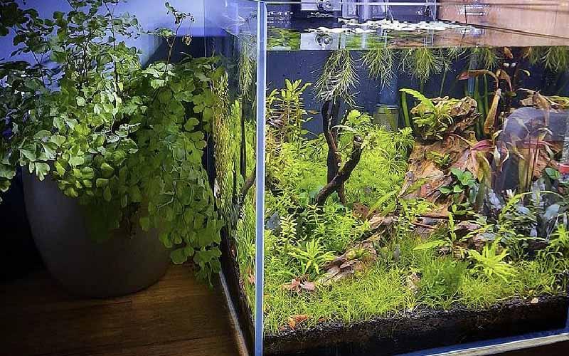 Aquascaping Tools