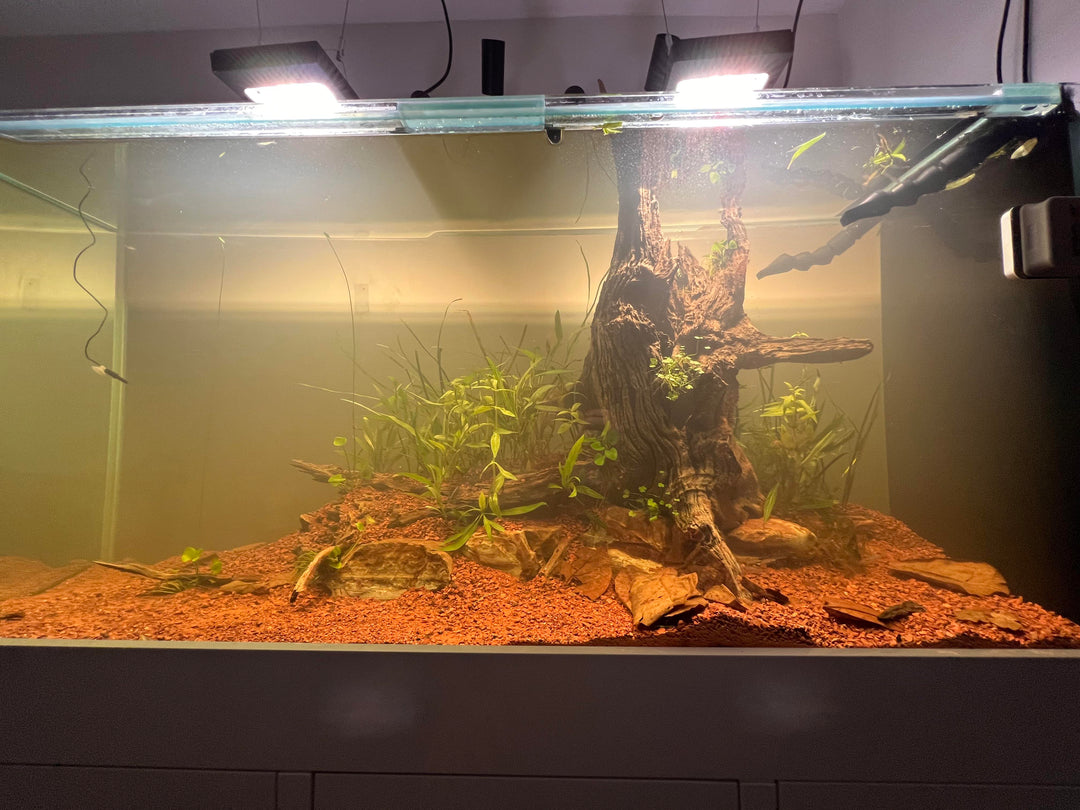 FRESHWATER AQUARIUM