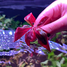 Easy Grow
