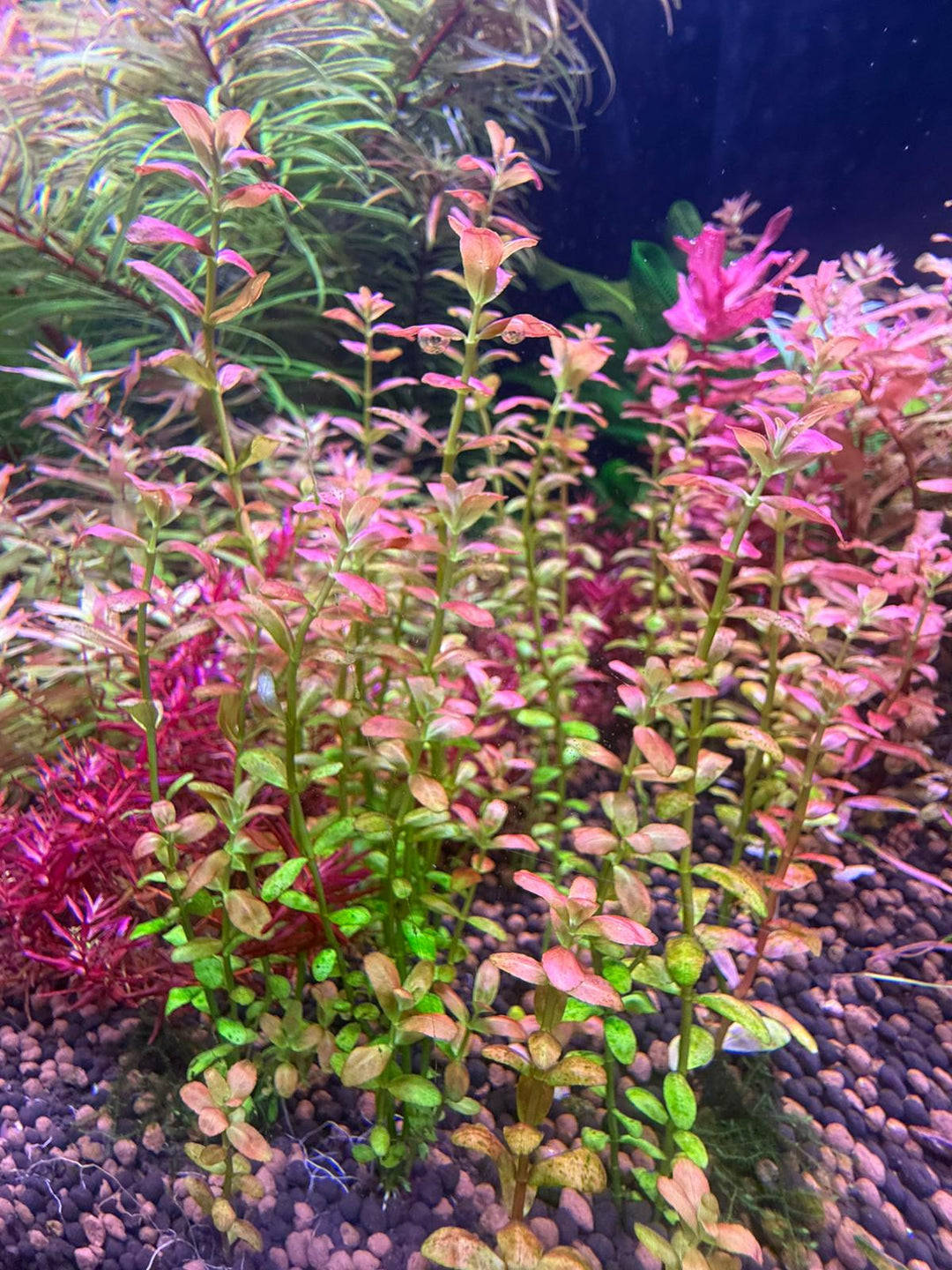 Plants