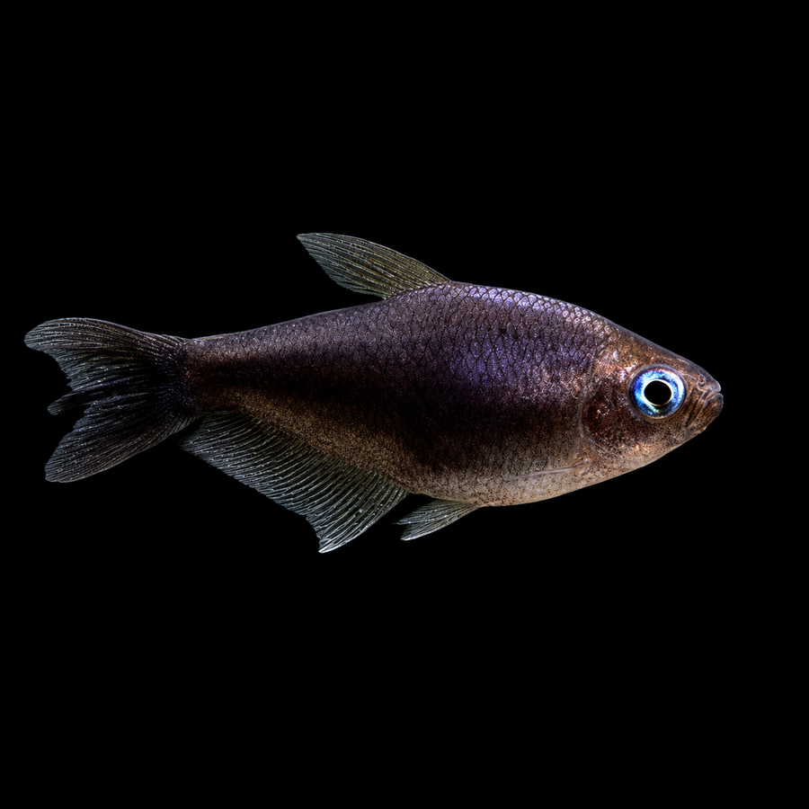Black Emperor Tetra
