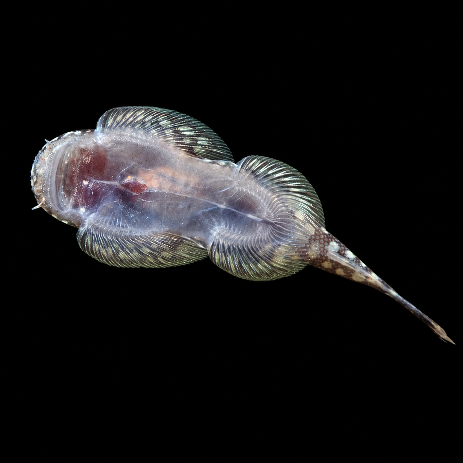 Spotted Borneo Scooter (Gastromyzon punctulatus)