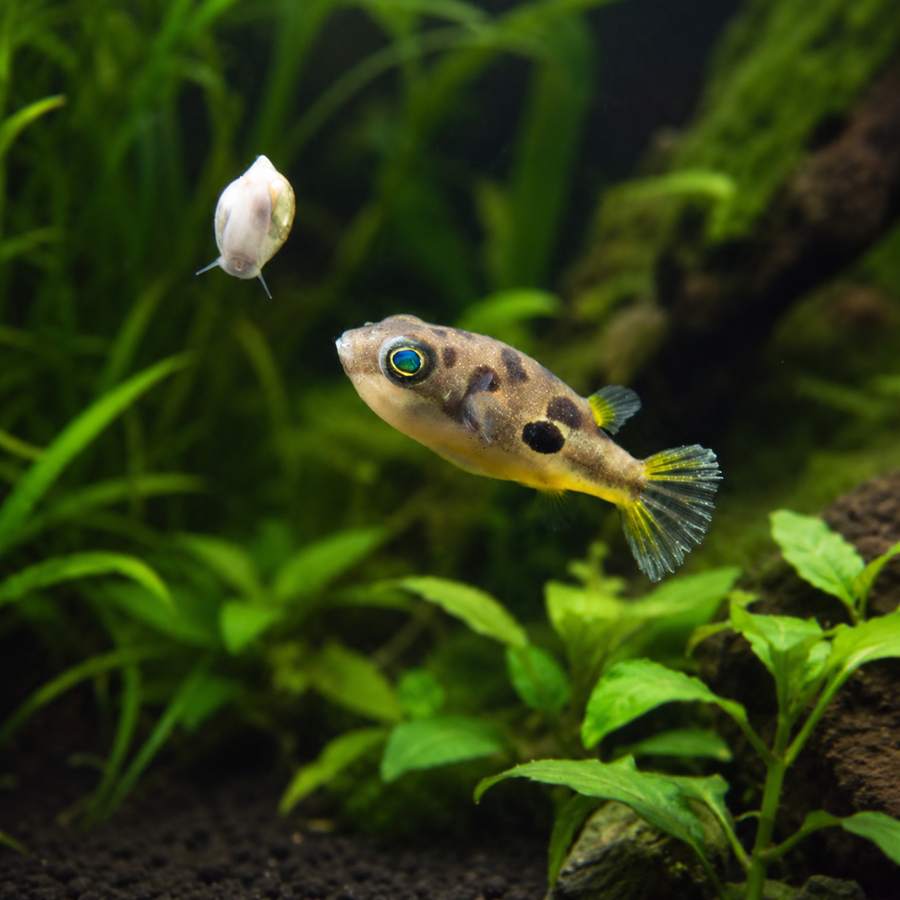 Pea Puffer