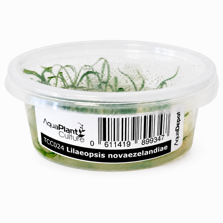 AquaDepot Tissue Culture - Lilaeopsis novae-zelandiae