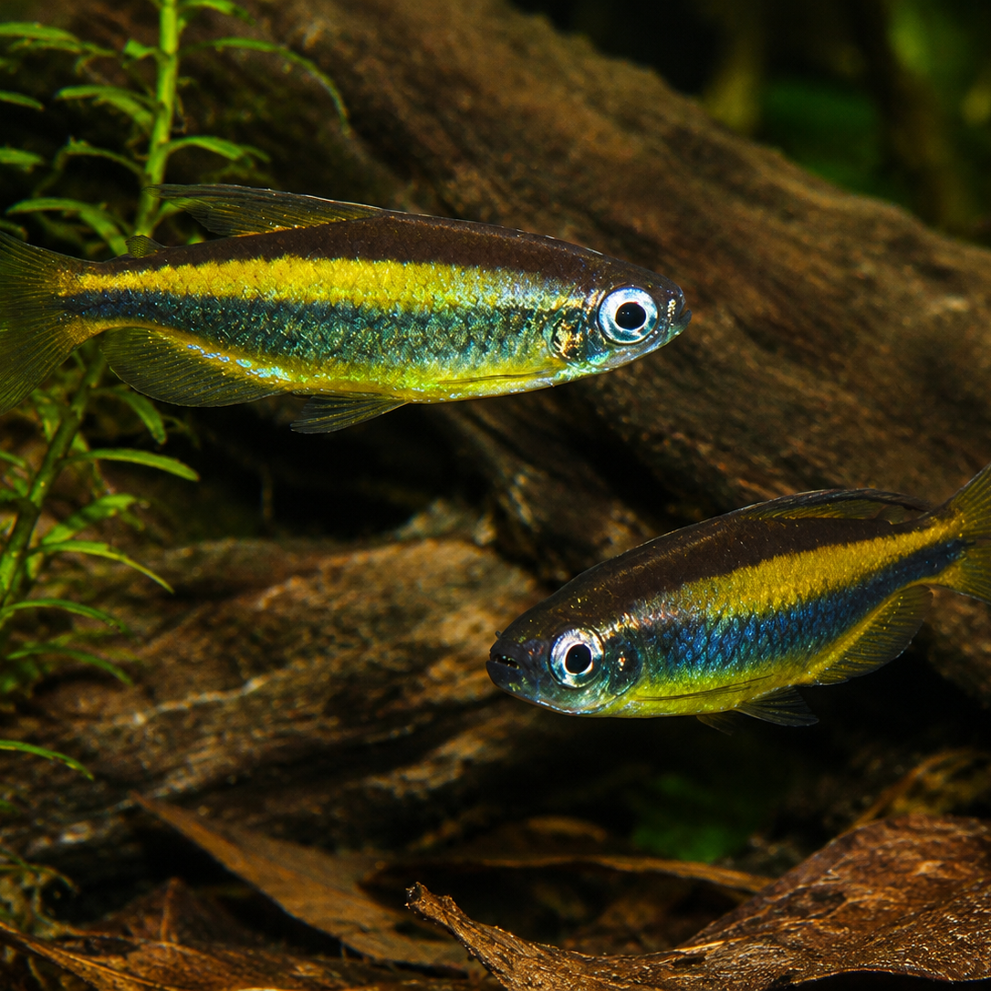 Brown Congo Tetra (Phenacogrammus aurantiacus), view 2