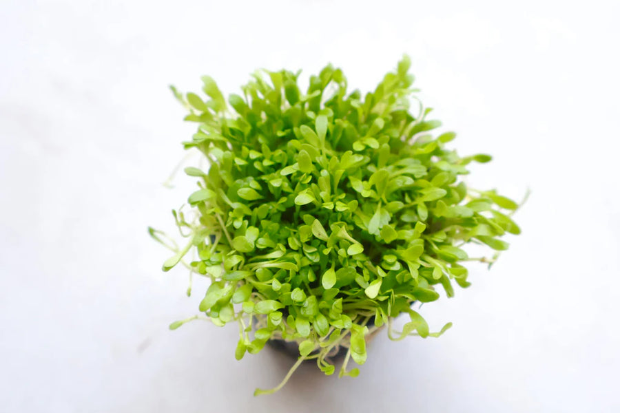 Glossostigma elatinoides (Glosso)