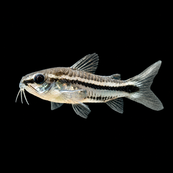 Pygmy Corydoras (Gastrodermus pygmaeus)