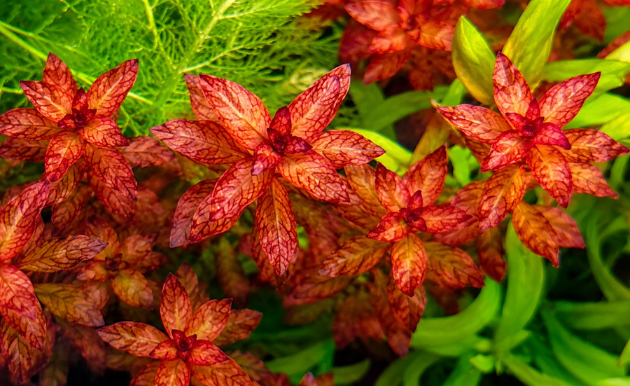 Ludwigia Senegalensis