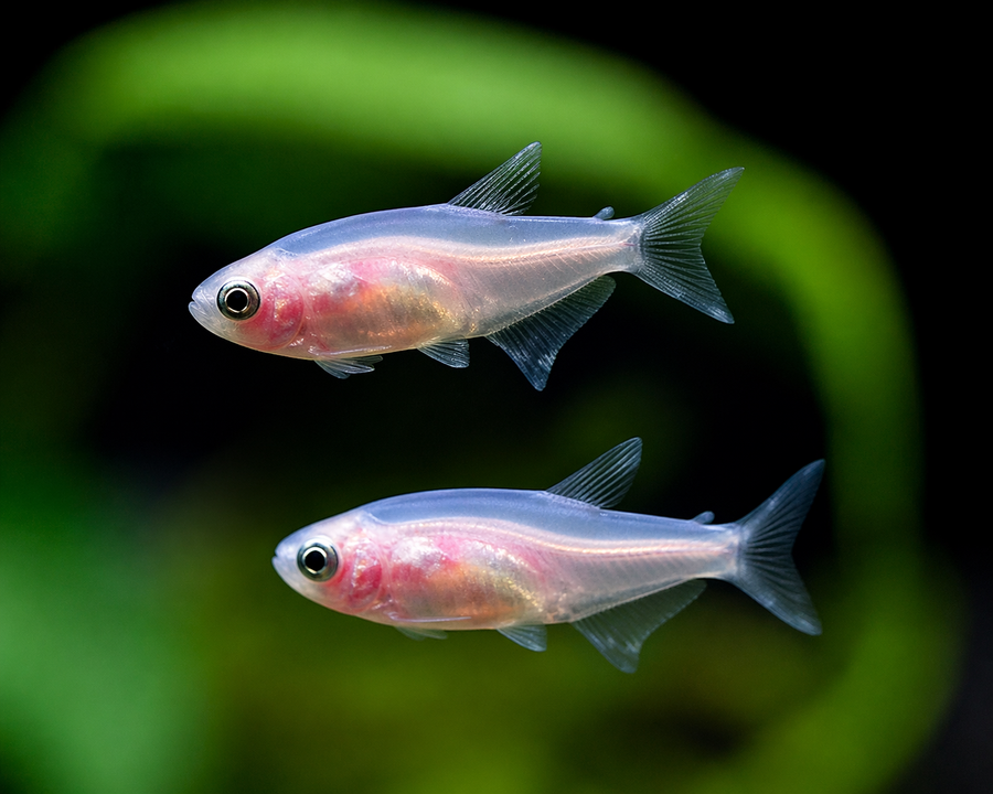 Two small fish swimming in water with a blurred green background