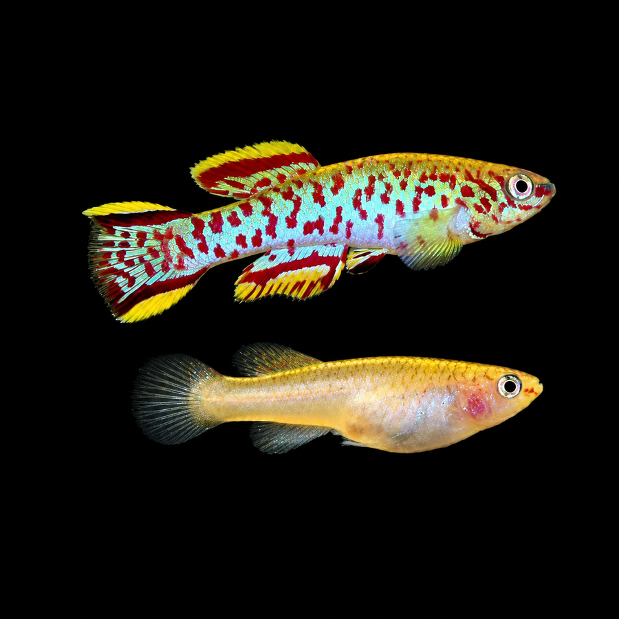 Steel-Blue Killi (Fundulopanchax gardneri)