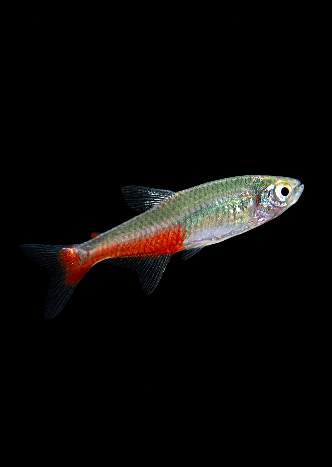 Red Belly Tetra — live freshwater fish, School of Scape Perth