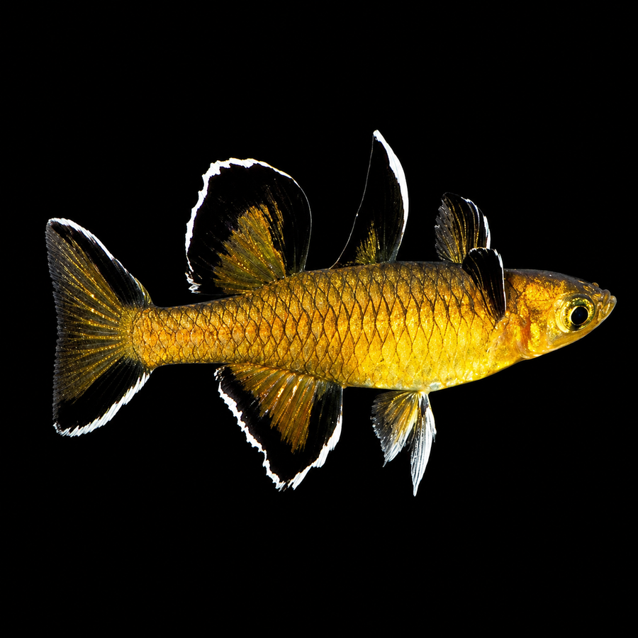 Pseudomugil Mellis - Honey Blue Eyes