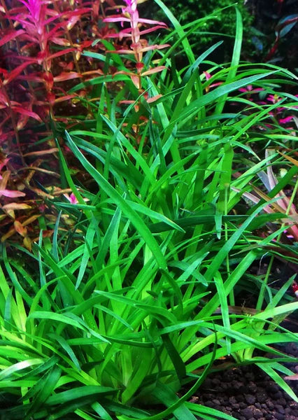 Eriocaulon Vietnam - Premium Aquarium Plant