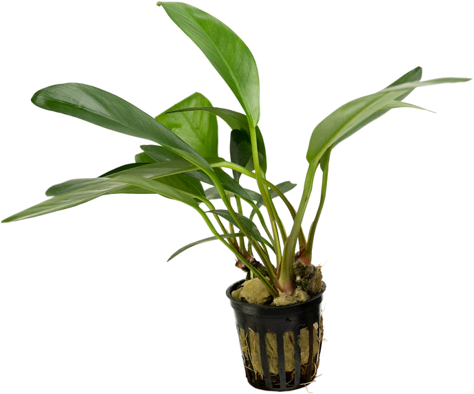 Anubias Congensis