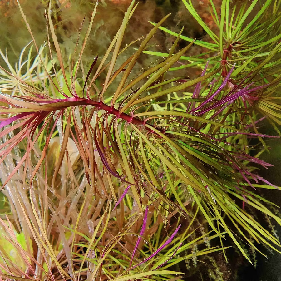 Pogostemon Stellatus