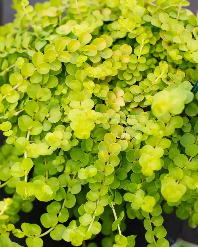 Creeping Jenny (Lysimachia nummularia)
