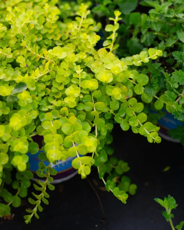 Creeping Jenny (Lysimachia nummularia)