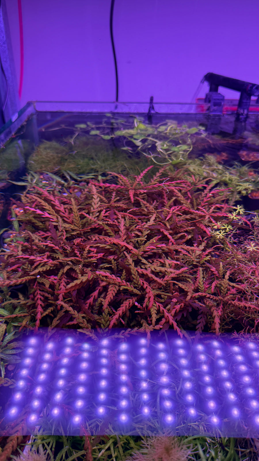 Hygrophila pinnatifida (Red Display)