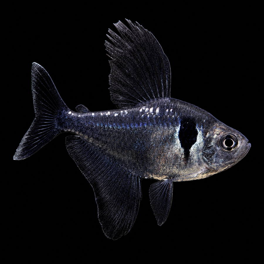 Black Phantom Tetra