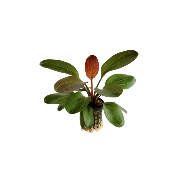 Echinodorus Amazon 'Red Pearl' EMERSED